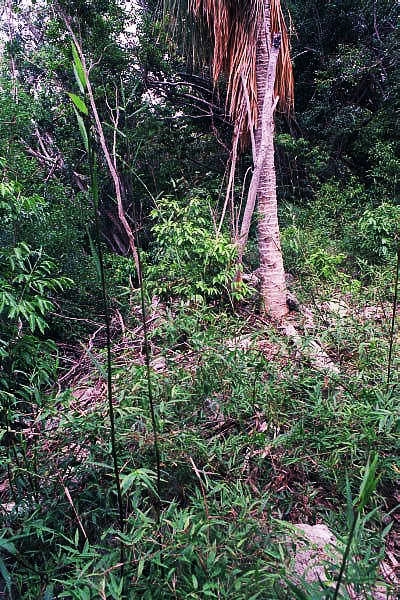 The jungle covered Basil Jones Maya Site - Bercellon