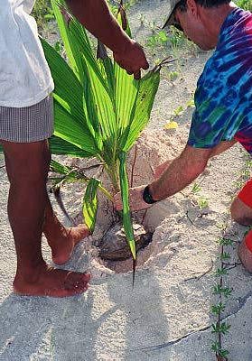 Planting a nice healthy Atlantic Tall coconut tree.