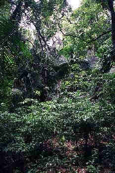 Jungles at Lamanai